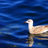 Http-img-fotocommunity-com-birds-waterbirds-swimming-in-the-deep-blue-sea-a18613481-jpg