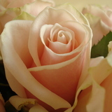 Rose-007-jpg