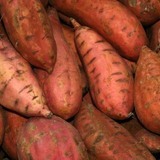 Sweet-potato-harvest-jpeg